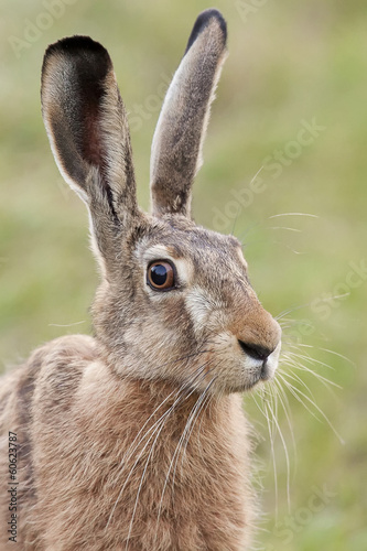 Obraz na płótnie Hare in the wild, portrait.
