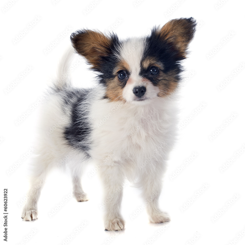 papillon puppy