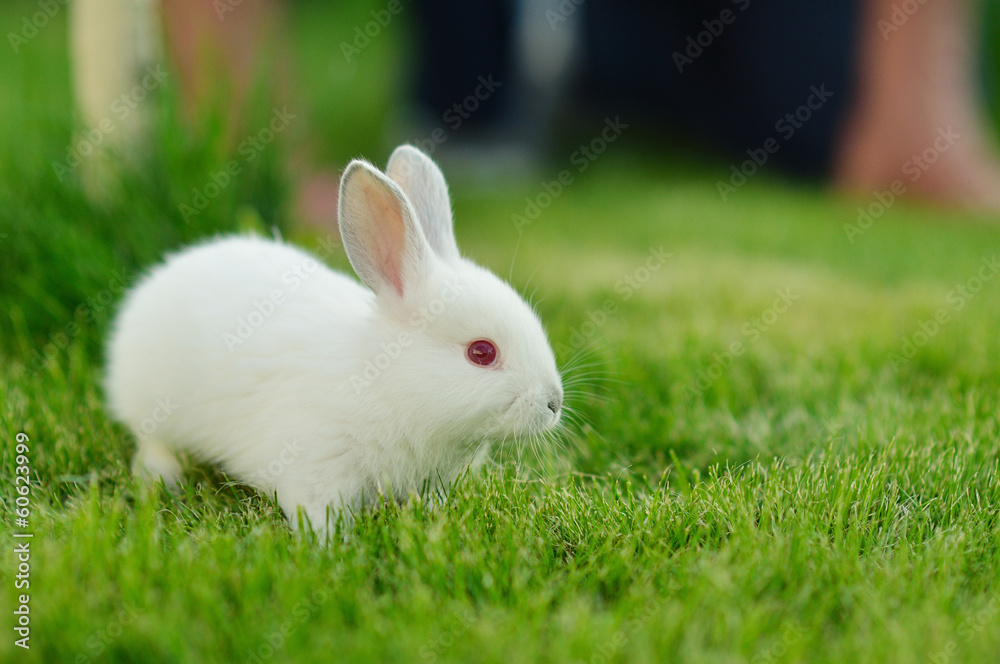 Funny baby white rabbit in grass Funny baby white rabbit in grass