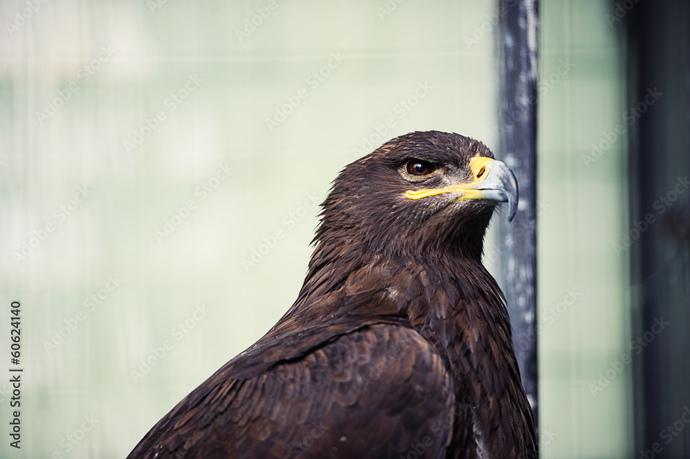 Obraz premium portrait young eagle