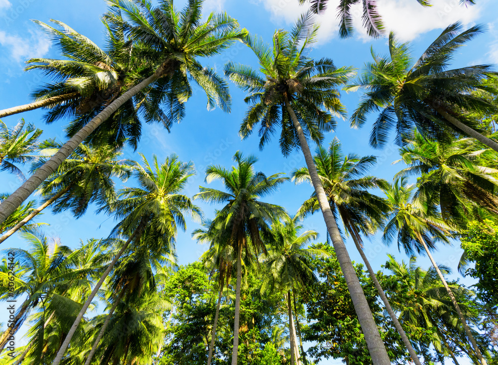 custom made wallpaper toronto digitalPalm trees against blue sky