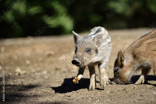 Wild boar in forest