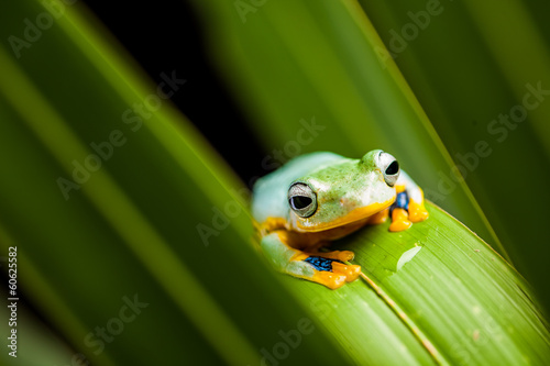 Fresh, beautiful concept of jungle with colorful frog