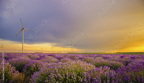 Fototapeta Naklejka Na Ścianę i Meble -  Sunset over lavender field with wind turbine