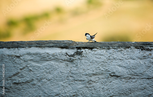 Whitewashed wall swallow © WH_Pics