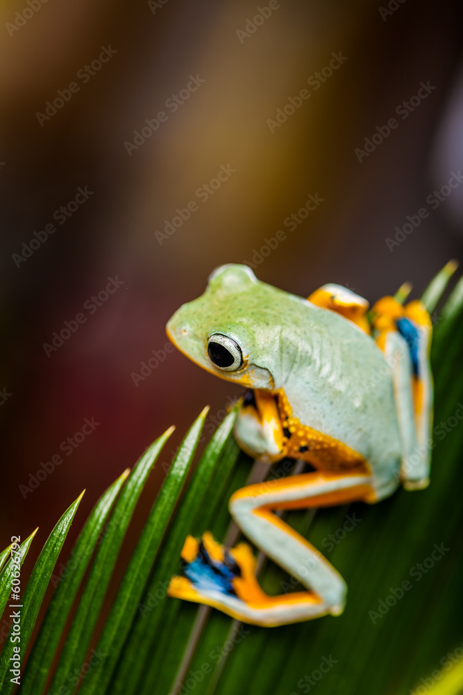 Naklejka premium Exotic frog in the jungle