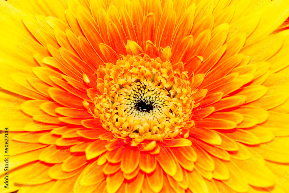 Background, close-up chrysanthemum