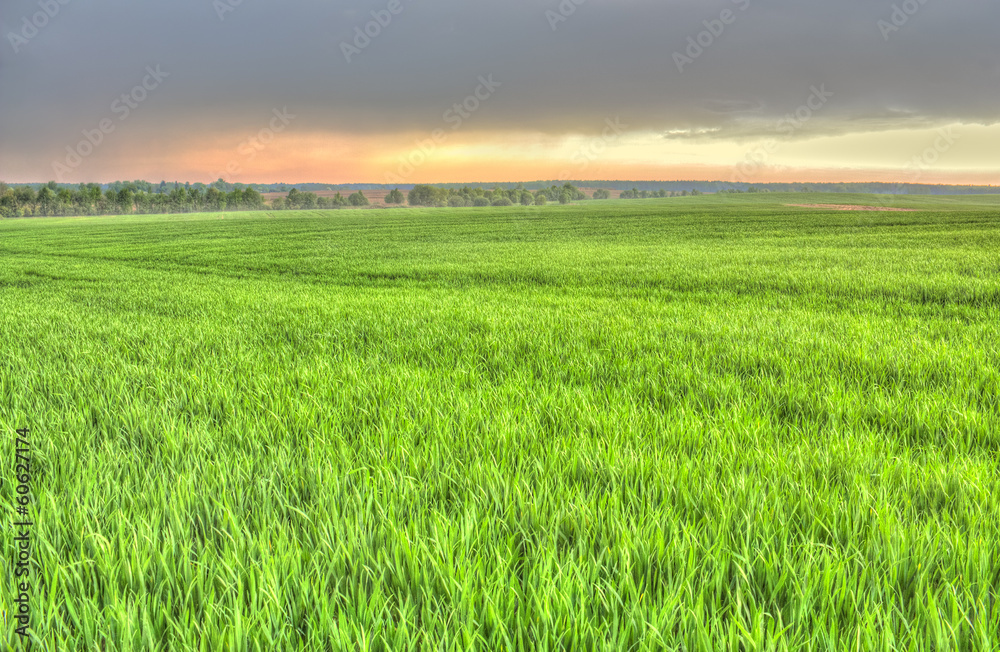Green grass on the field