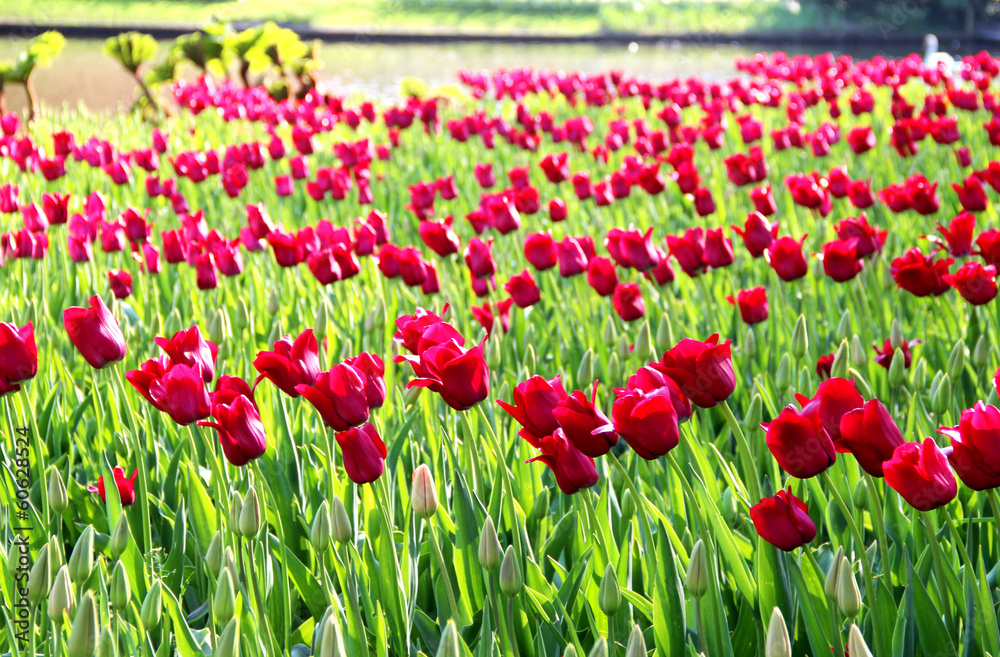 Beautiful field of vivid red tulips