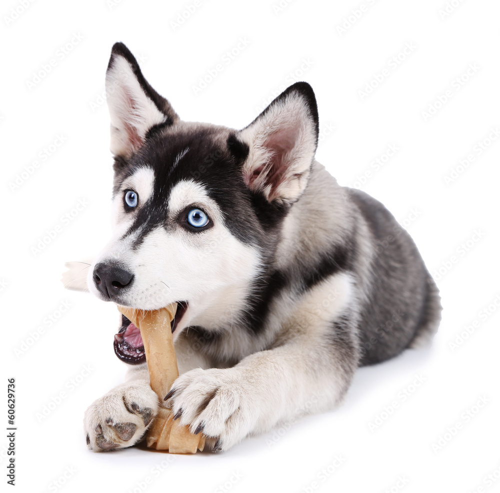 Beautiful cute husky puppy, isolated on white Beautiful cute husky puppy, isolated on white