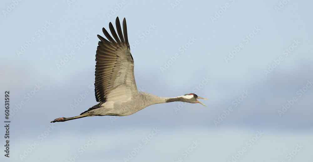 Obraz premium Common crane in flight
