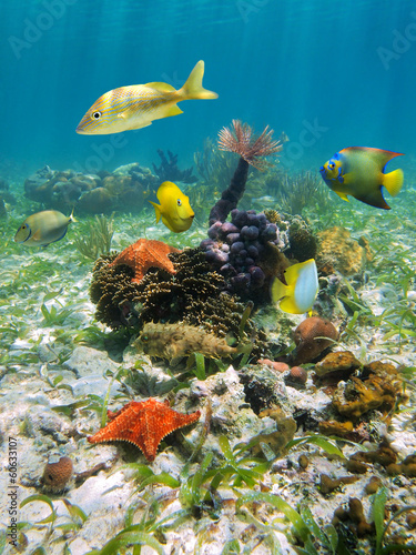 Colorful underwater marine life