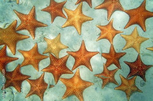 Cushion sea stars underwater in the Caribbean sea #60633121