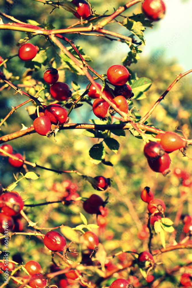 hawthorn berries hawthorn berries
