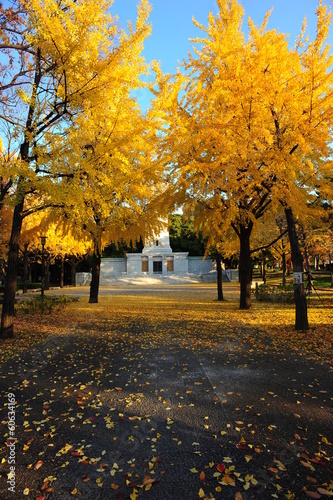 Wallpaper Mural a lot of ginkgo on the ground in autumn Torontodigital.ca