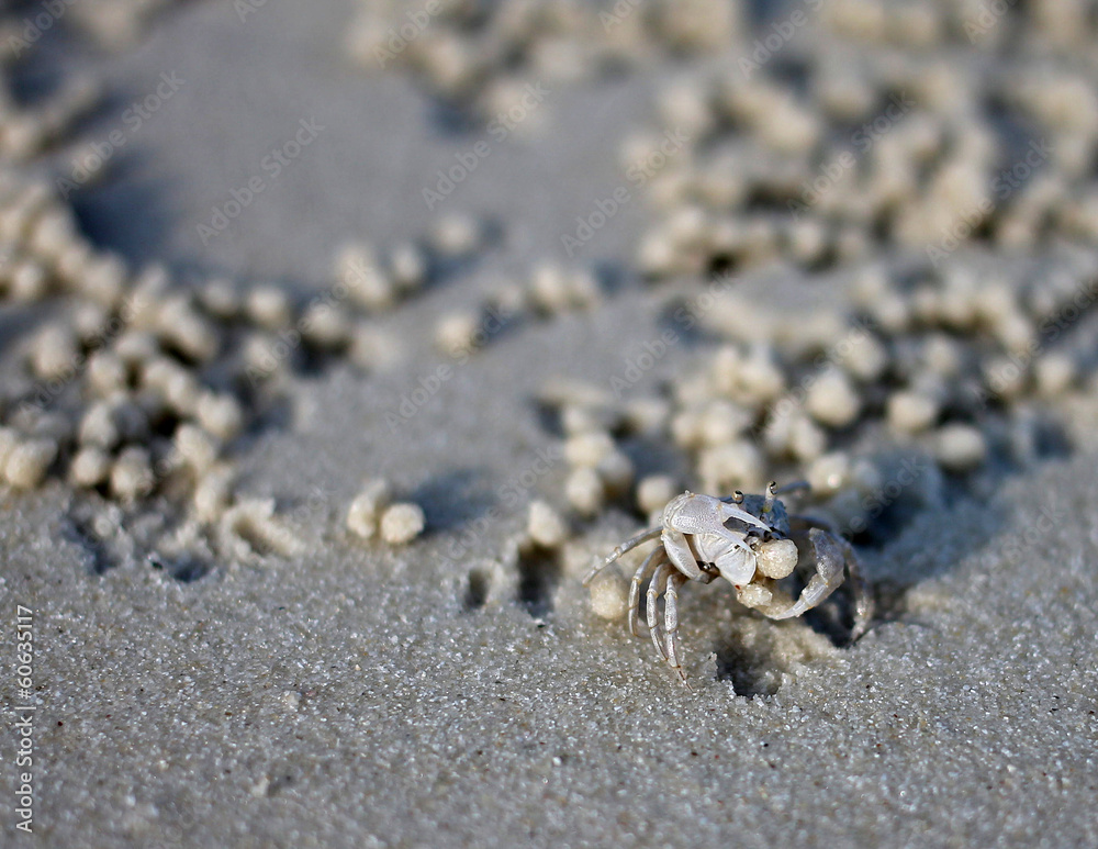 Ghost Crab on the beach Ghost Crab on the beach