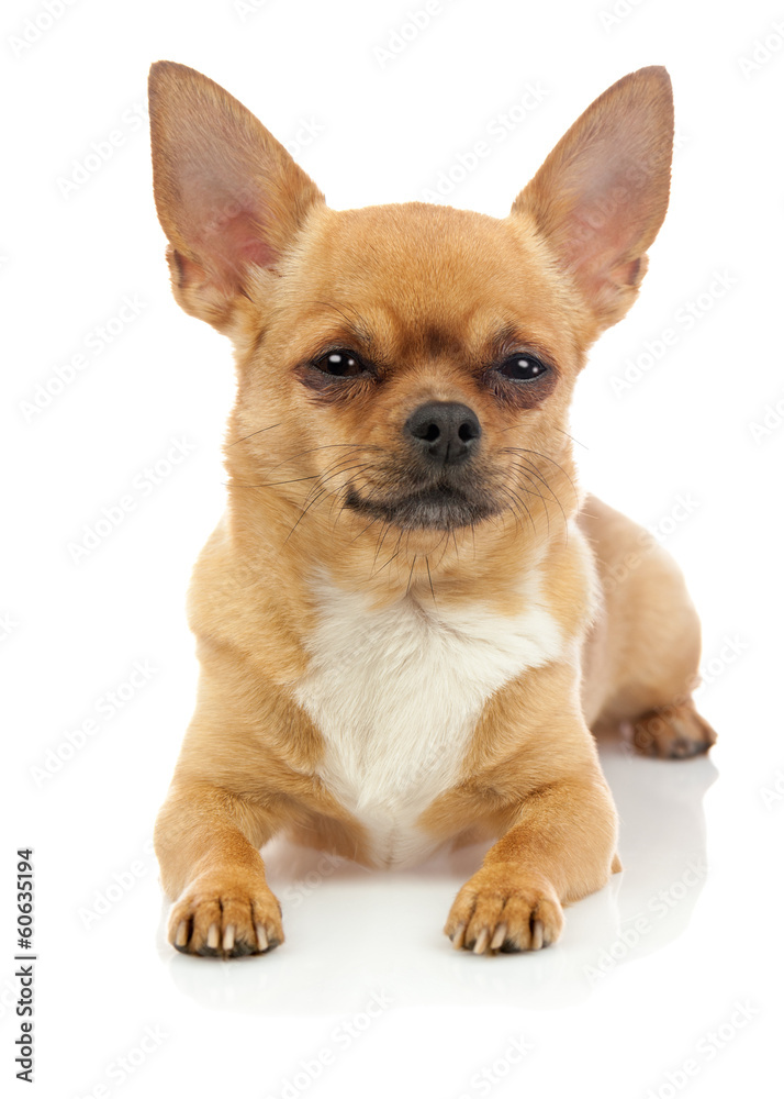 Chihuahua dog isolated on white background.