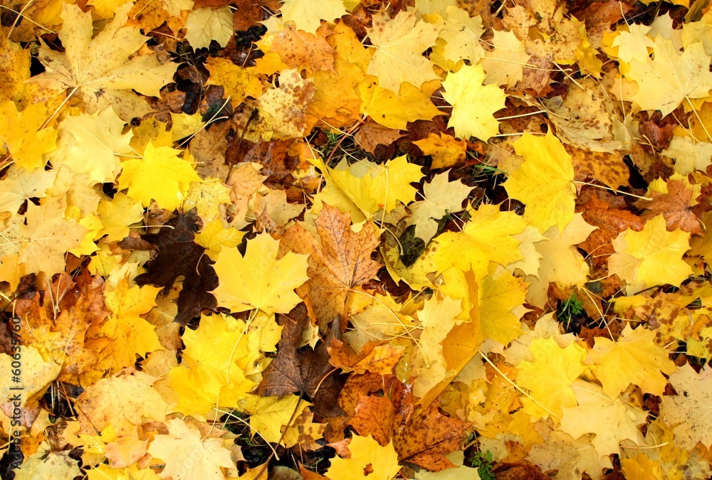 Yellow Fall Sycamore Leaves