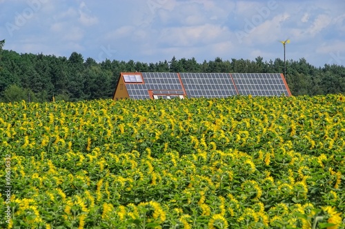 Sonnenblumenfeld und Solaranlage 02