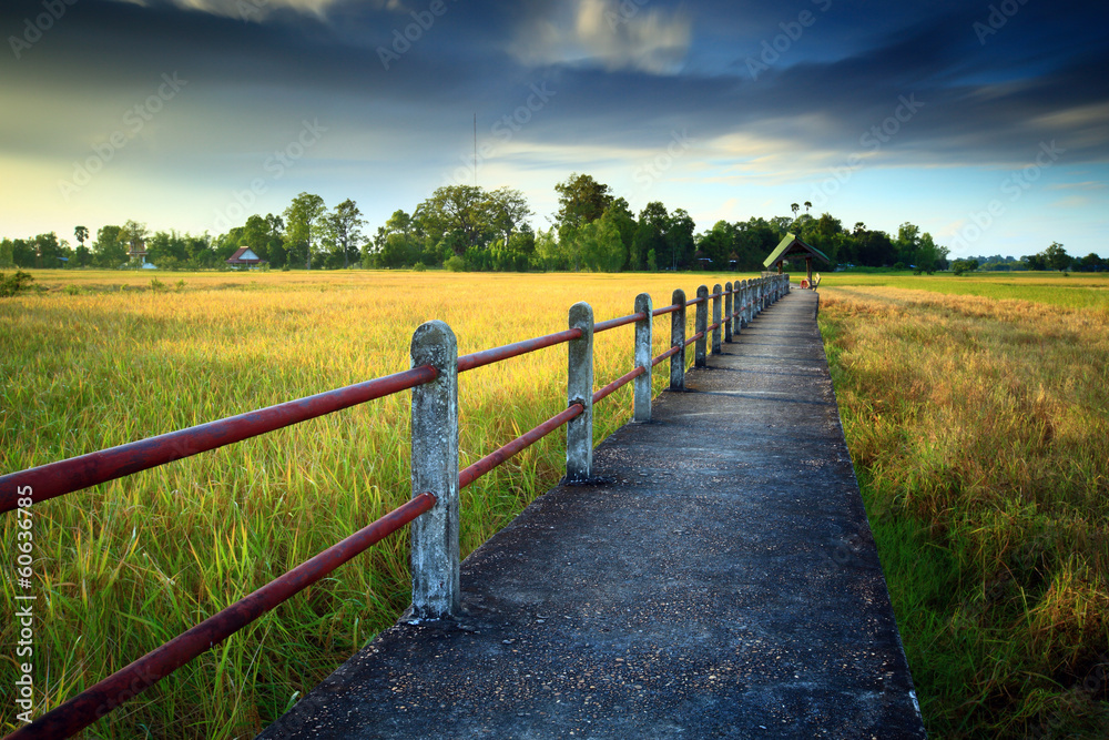 Cornfield