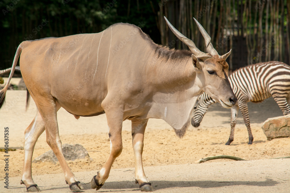 The common eland (Taurotragus oryx), also known as the southern The common eland (Taurotragus oryx), also known as the southern