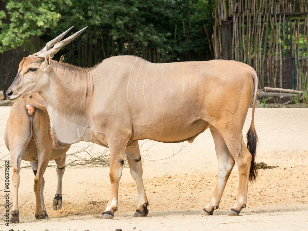 The common eland (Taurotragus oryx), also known as the southern The common eland (Taurotragus oryx), also known as the southern
