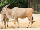 The common eland (Taurotragus oryx), also known as the southern