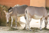 Two donkeys grazing grass in an abandoned yard