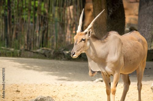 The common eland (Taurotragus oryx), also known as the southern