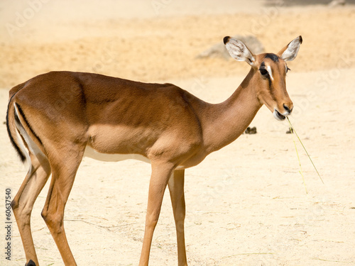 Antelope  Aepyceros melampus  standing on a rocky sandy backgrou