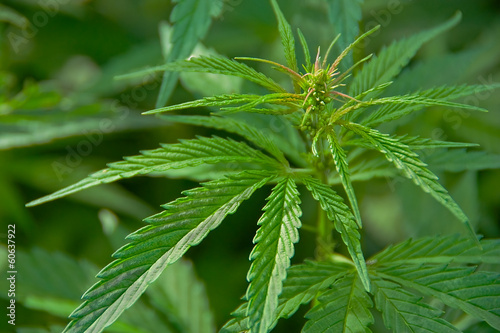Cannabis