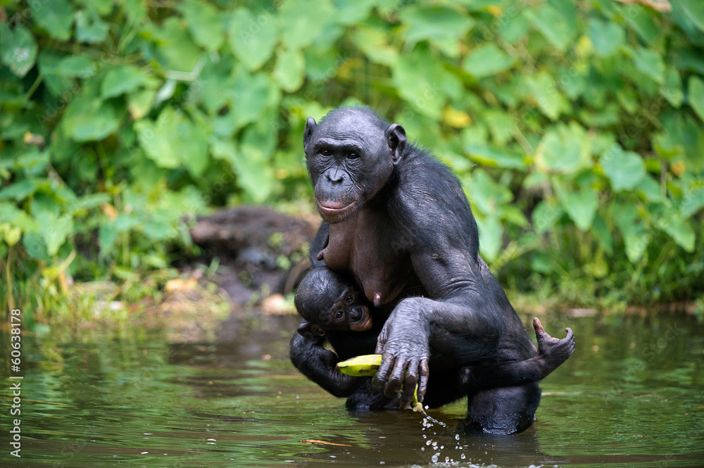 Fototapeta premium Bonobo ( Pan paniscus) with cub in the water