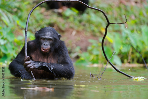 Bonobo ( Pan paniscus)   portrait. photo