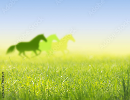 Horses run on spring field photo