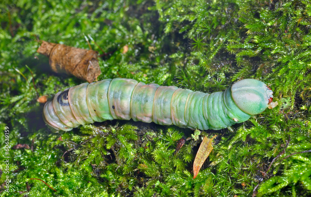 Fototapeta premium Caterpillar on moss 1
