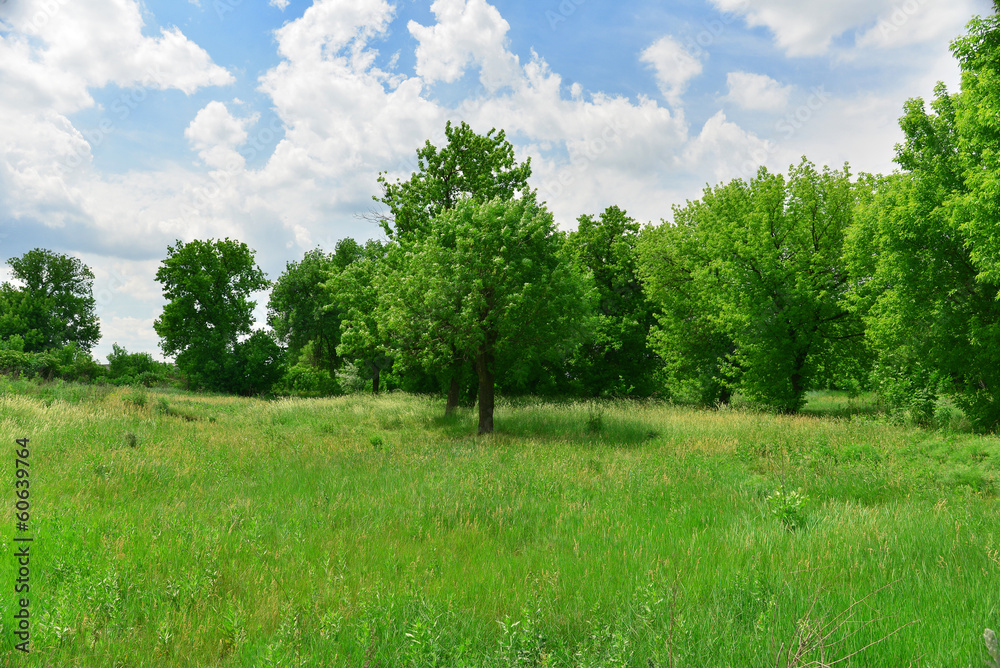 Beautiful trees