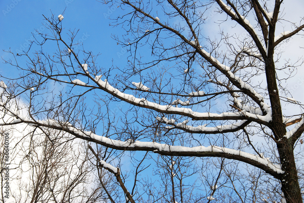 Winter landscape Winter landscape