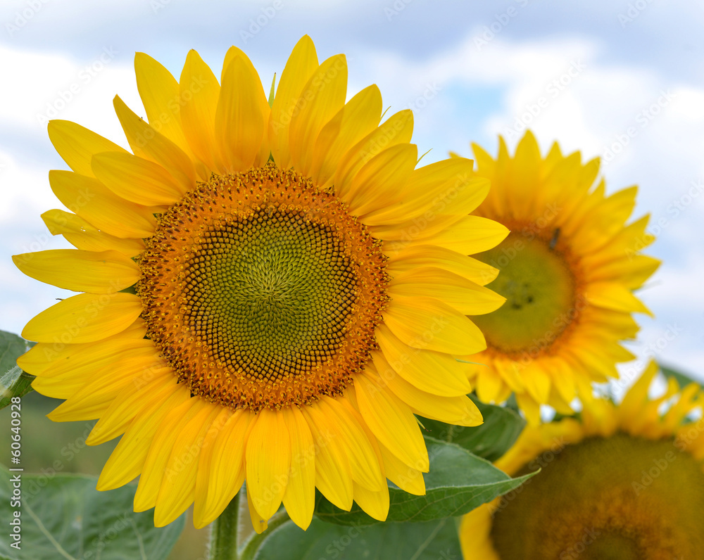 Naklejka premium Sunflower