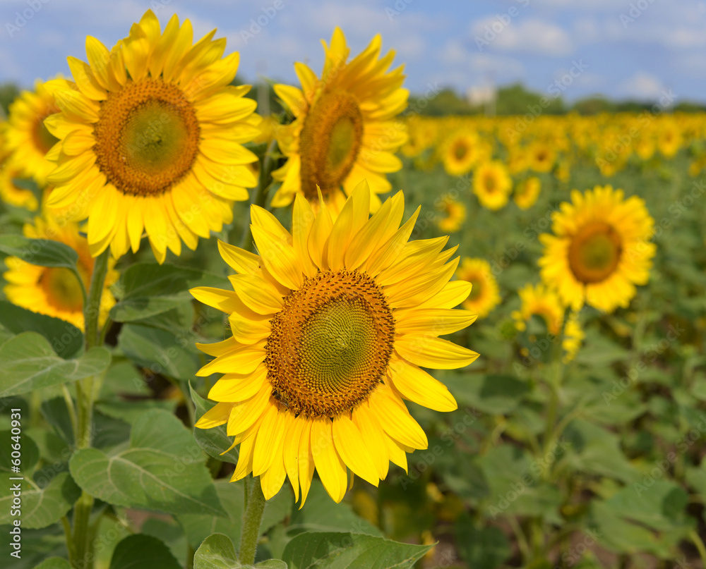 Sunflower