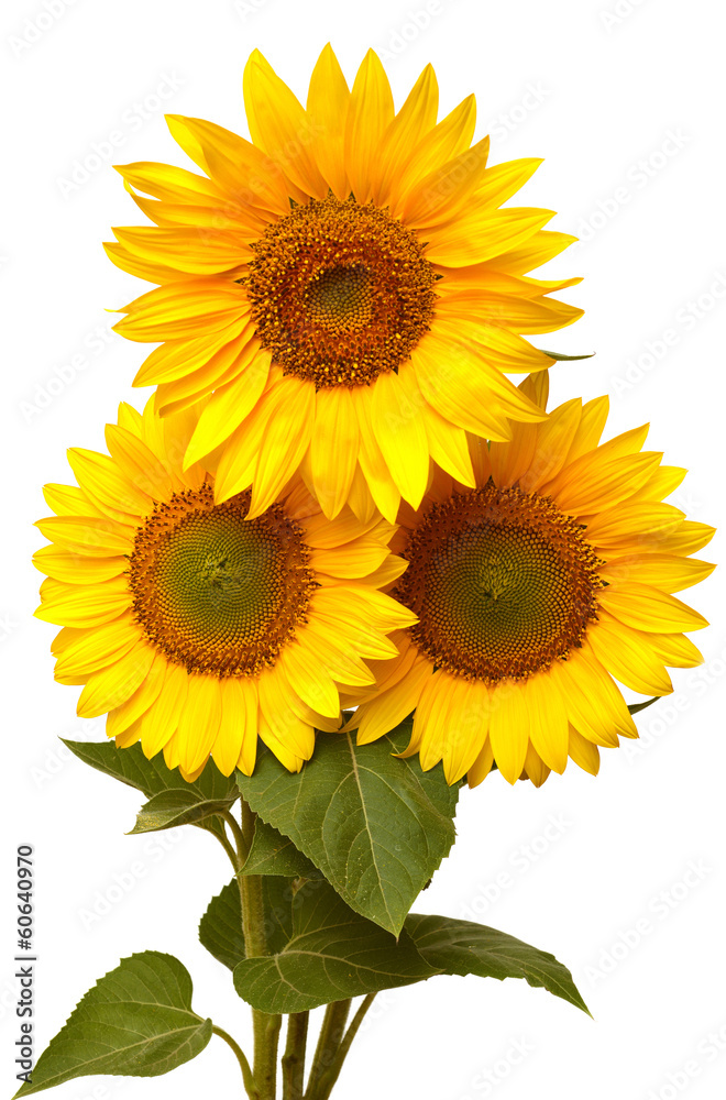 Bouquet Bouquet
