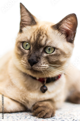 Close up of a cat faces Thailand brown curious and playful