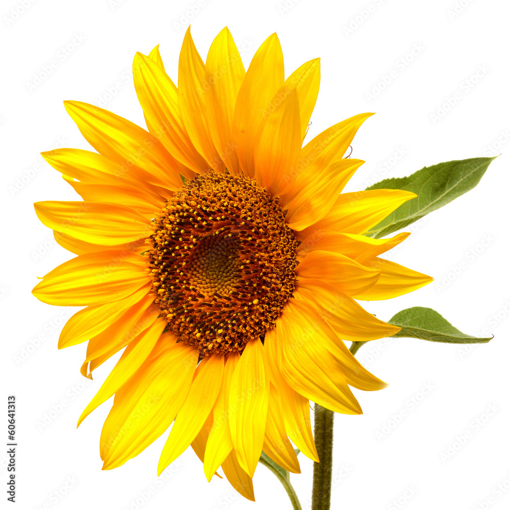 Naklejka premium Sunflower