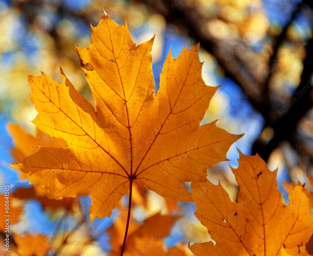 Yellow maple Yellow maple