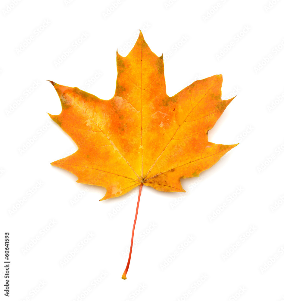 Obraz premium Yellow leaf