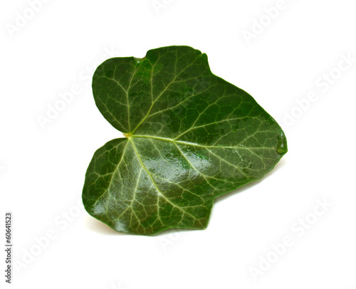 Single leaf