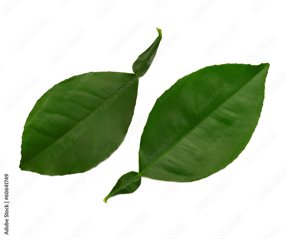 Leaf Leaf