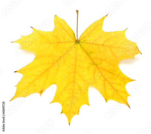 Foto Yellow leaf