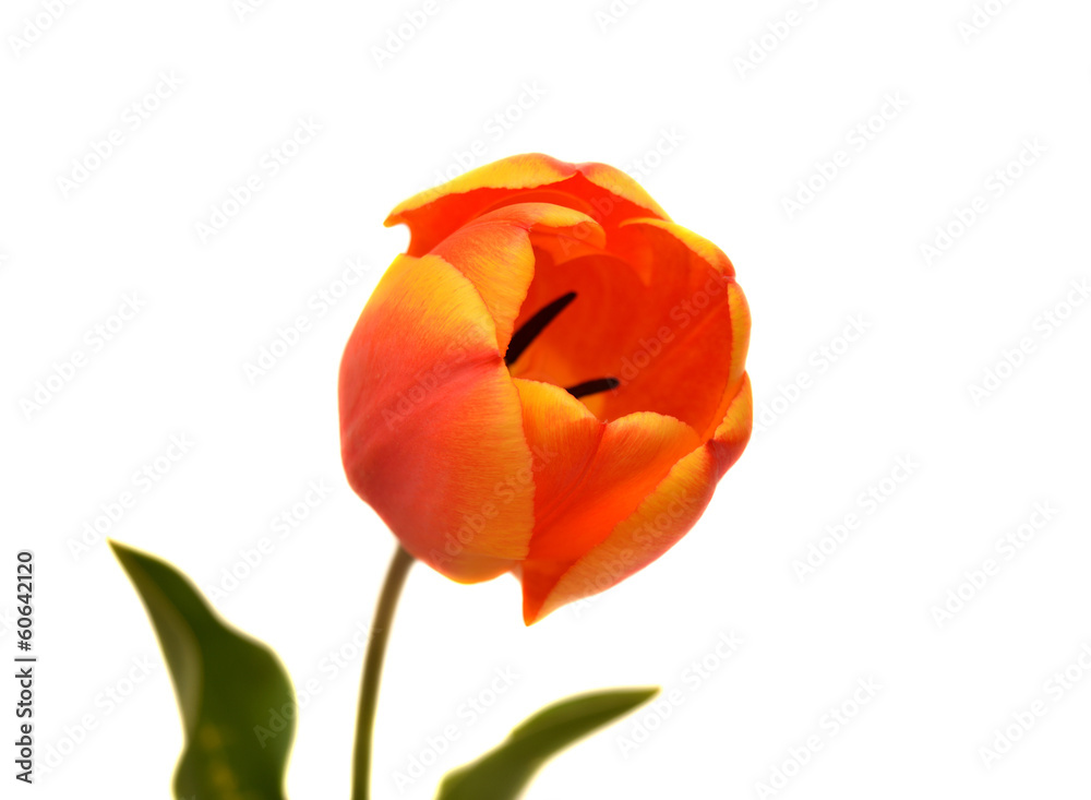 Beautiful tulip Beautiful tulip