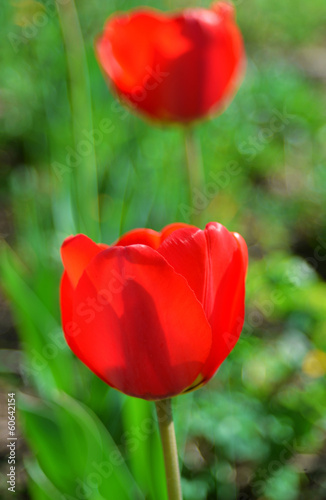 Red tulip