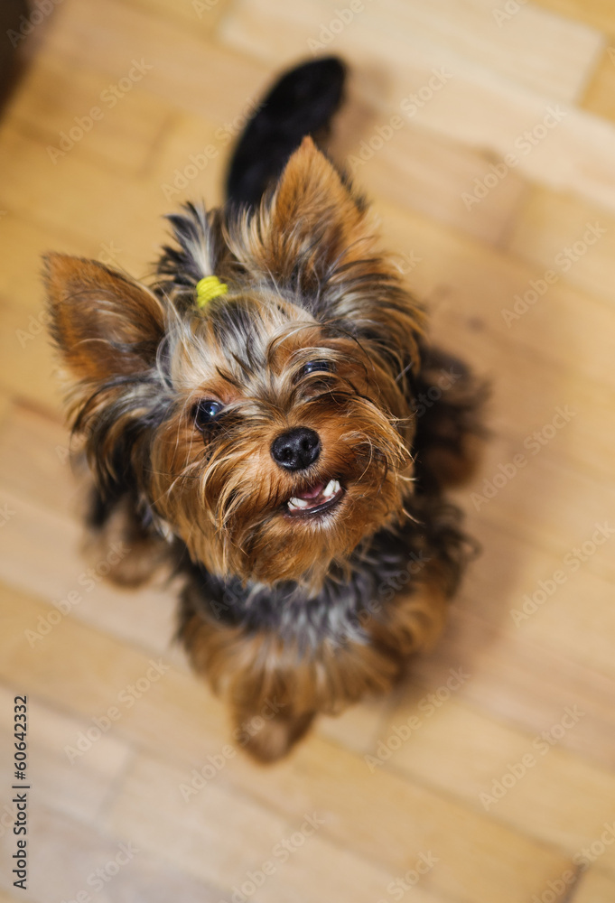 Small Yorkshire terrier. Haircut pet Small Yorkshire terrier. Haircut pet